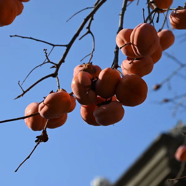 古德寺的好柿 - 好柿发生