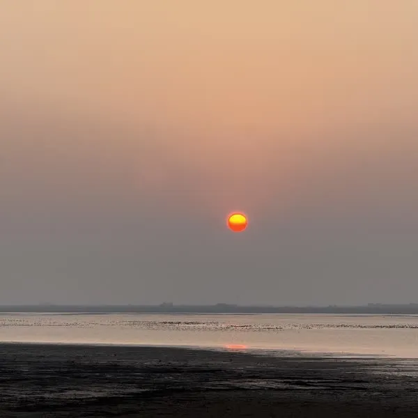 湖上观鸟 - 鸟在湖面上，太阳在湖面上